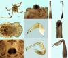 Opilio saxatilis